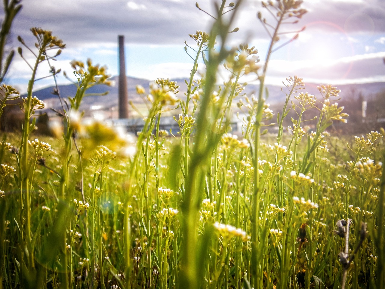 What are Bioplastics and How are They Better?
